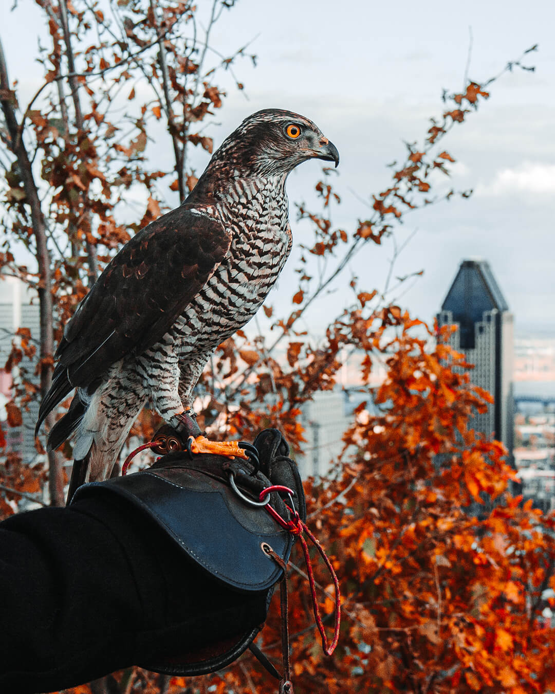Montreal Mont Royal Bird